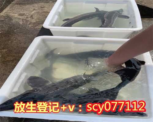 南宁冬季放生,南宁放生小红鱼在哪里,南宁东北芦丁鸡放生不